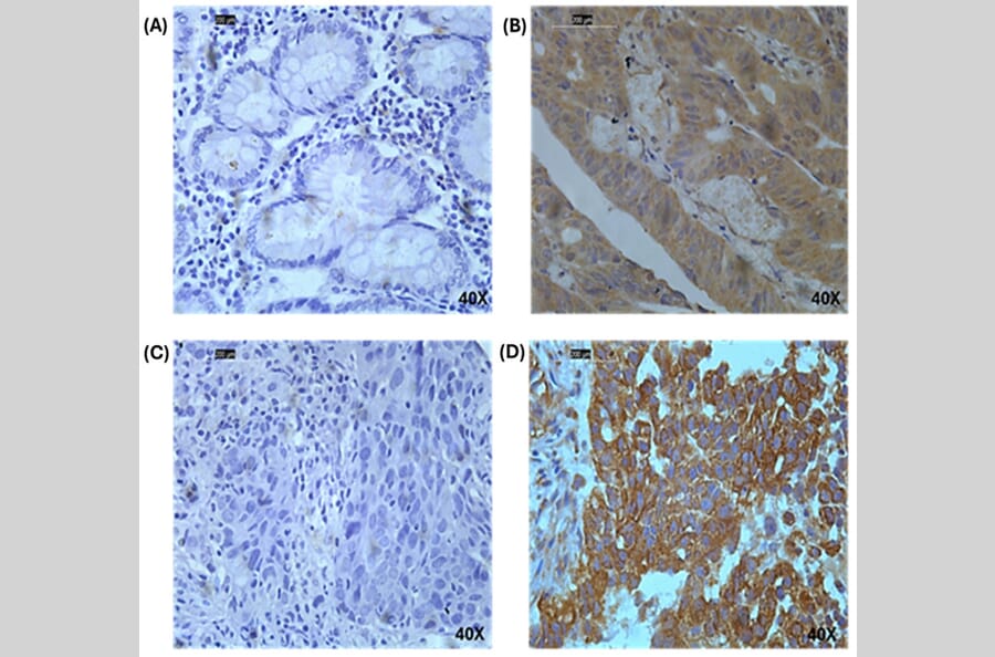 Publication Image