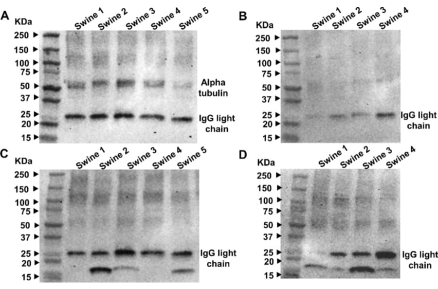 Publication Image