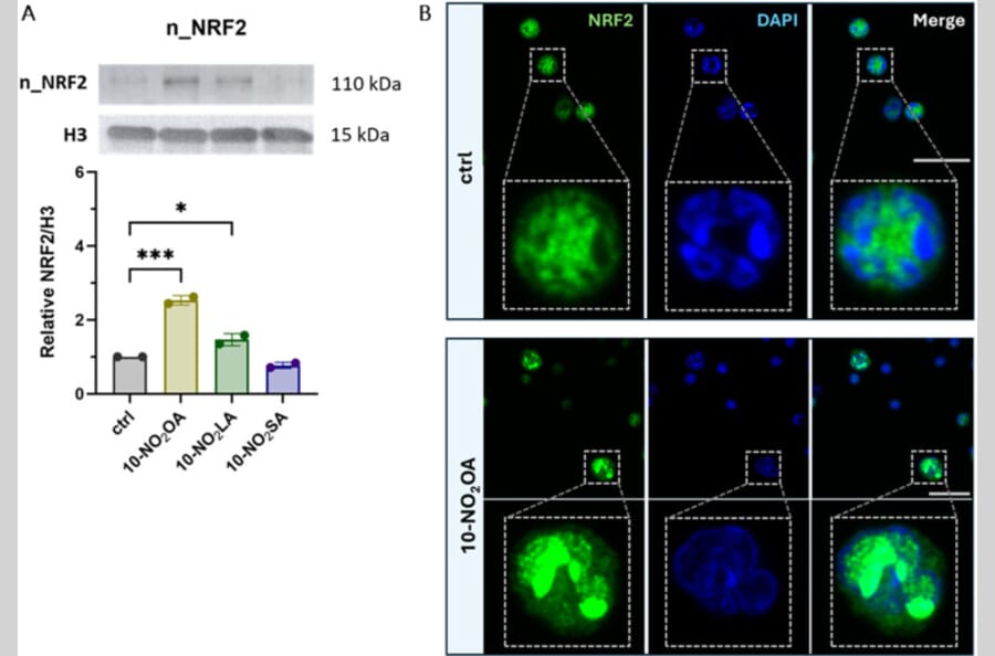 Publication Image