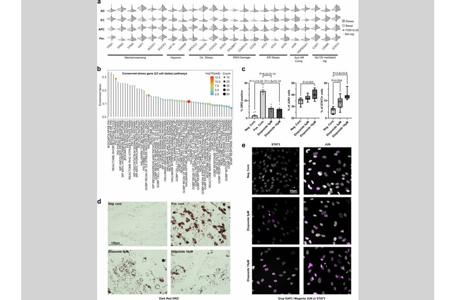 Publication Image