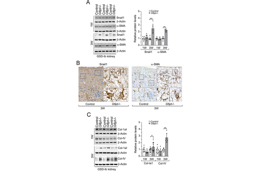 Publication Image