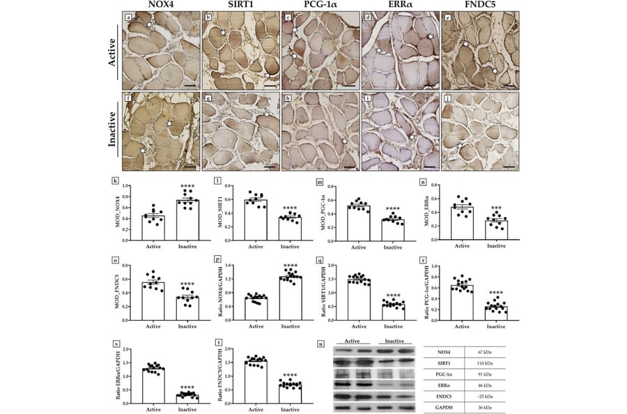 Publication Image