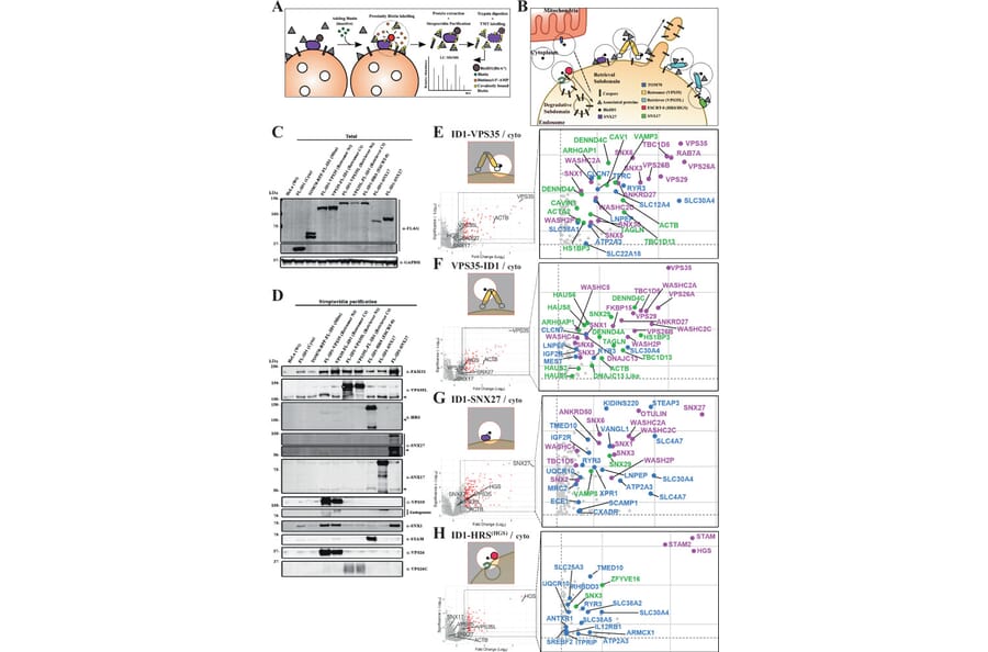 Publication Image