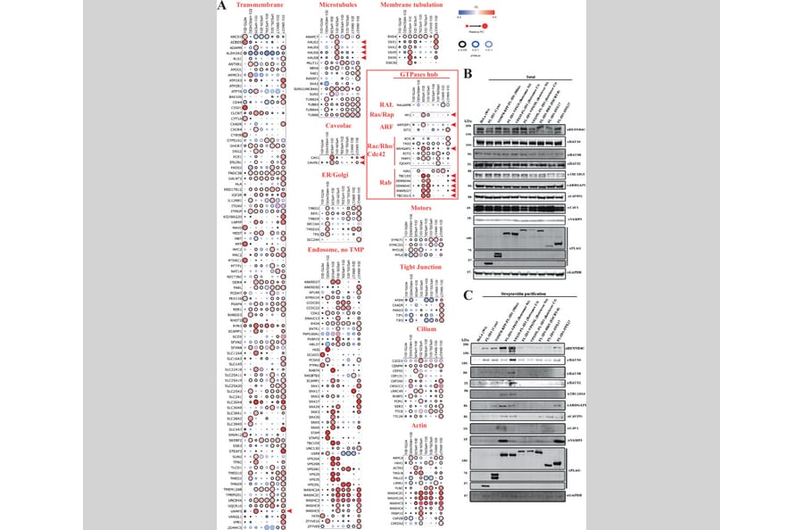Publication Image