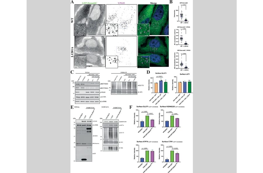 Publication Image