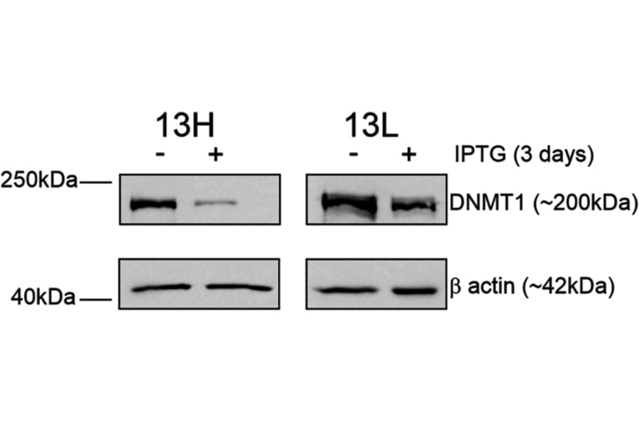 Publication Image