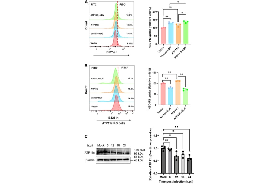 Publication Image