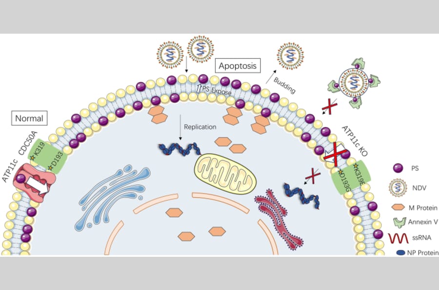 Publication Image