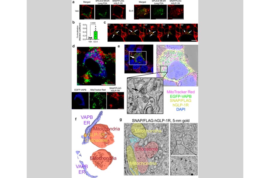 Publication Image