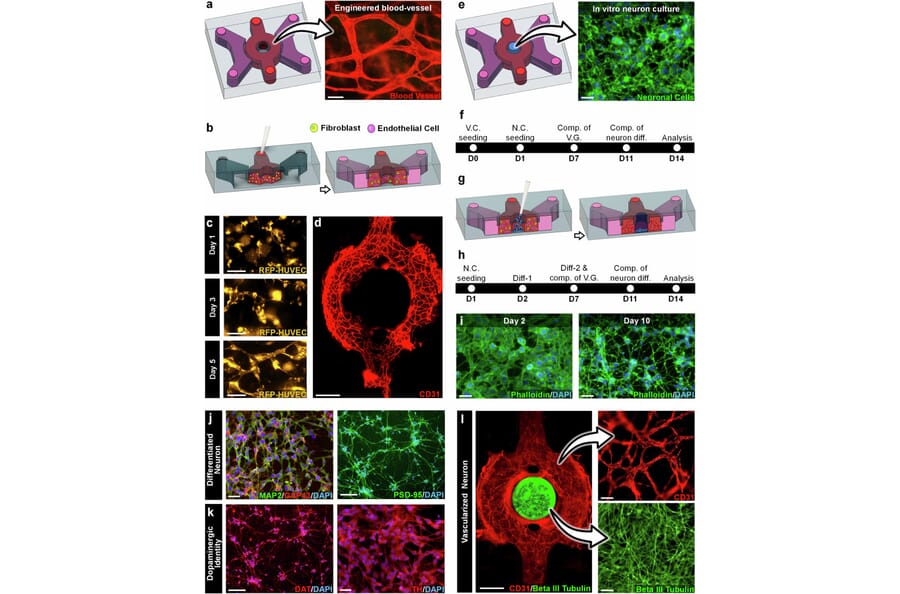 Publication Image