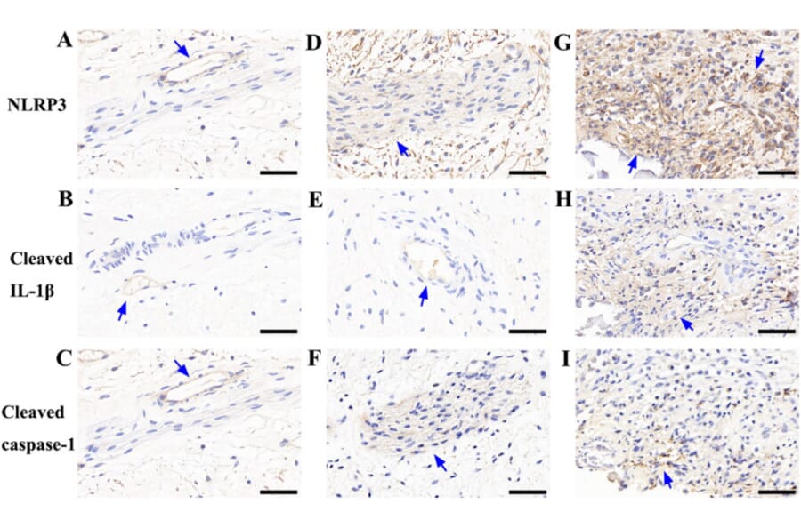 Publication Image