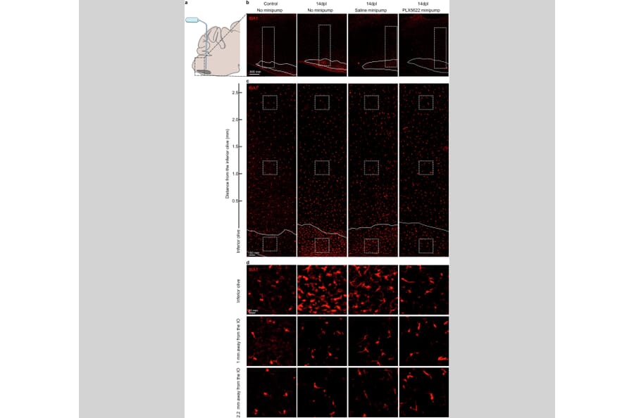 Publication Image