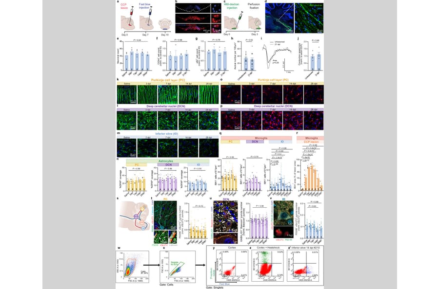 Publication Image