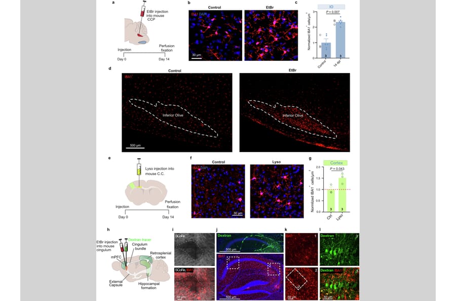 Publication Image