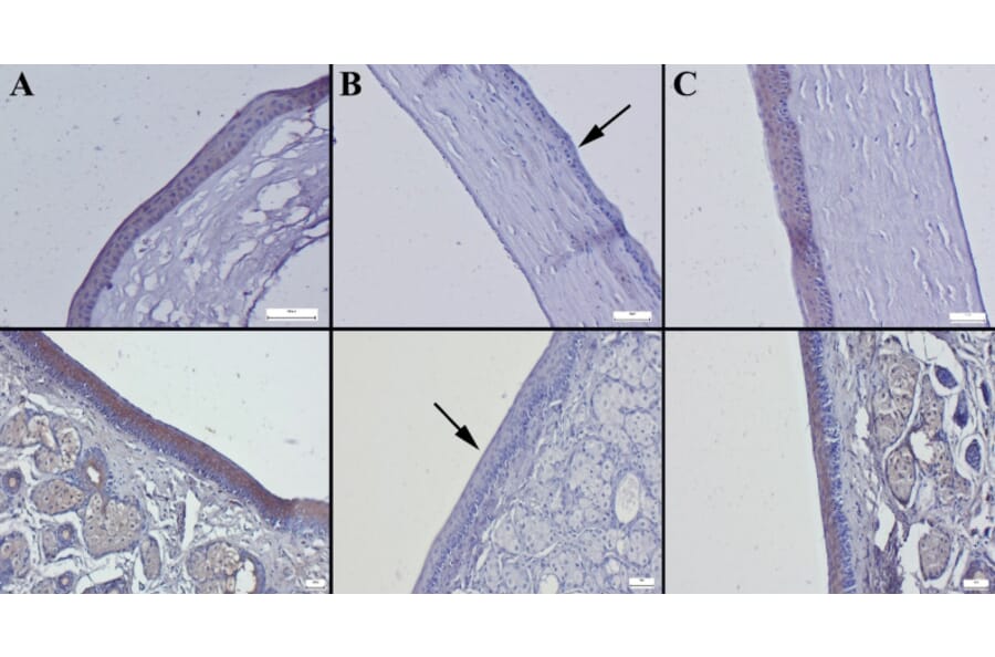 Publication Image