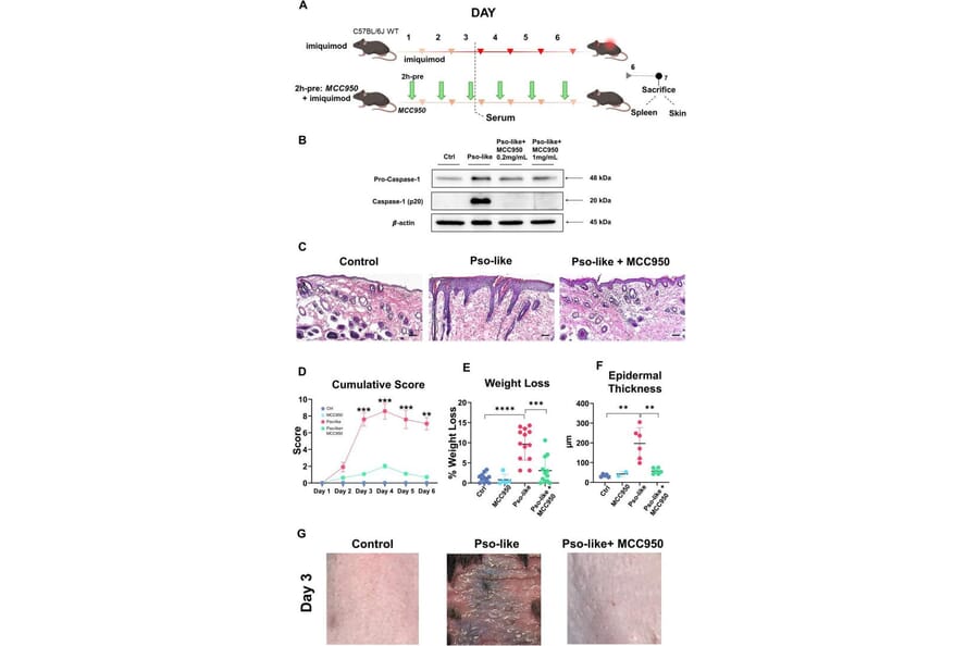 Publication Image