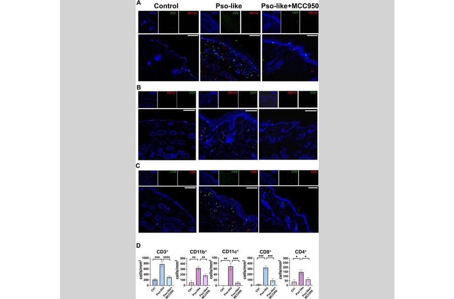 Publication Image