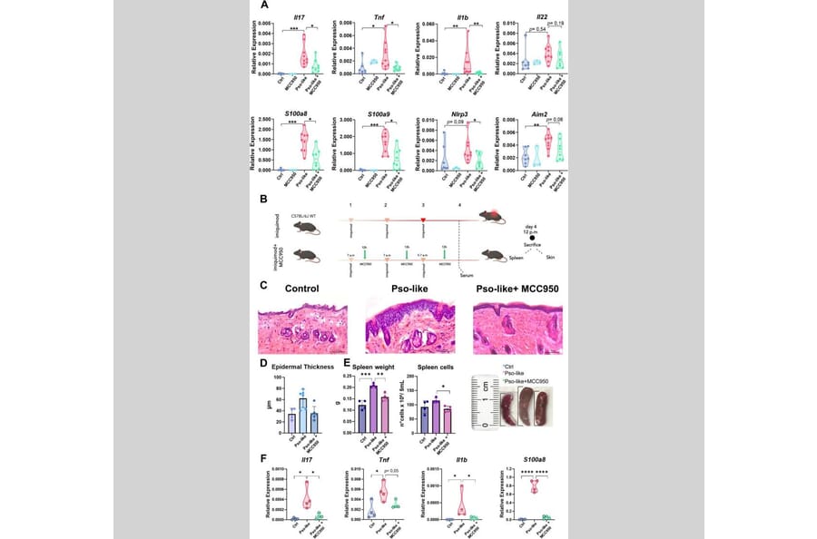 Publication Image