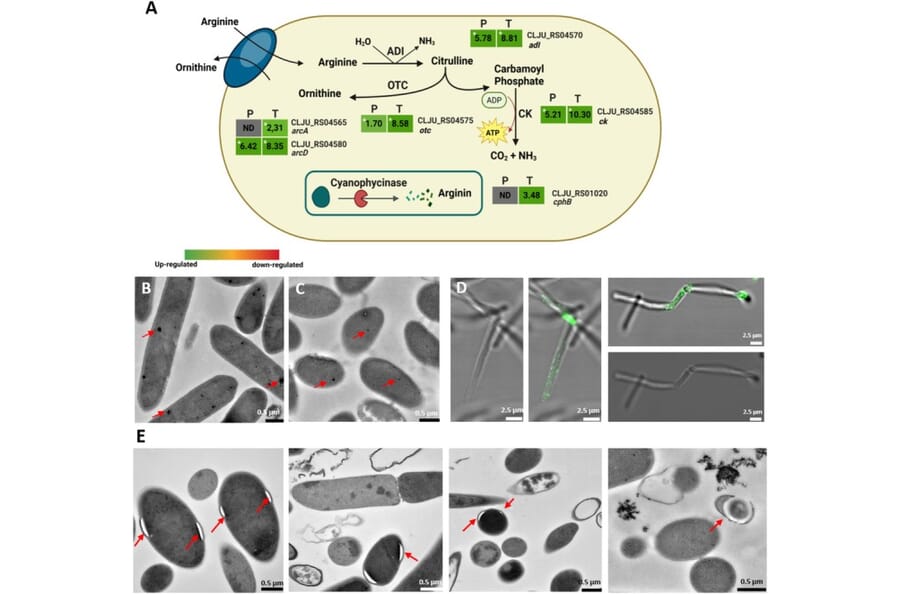 Publication Image