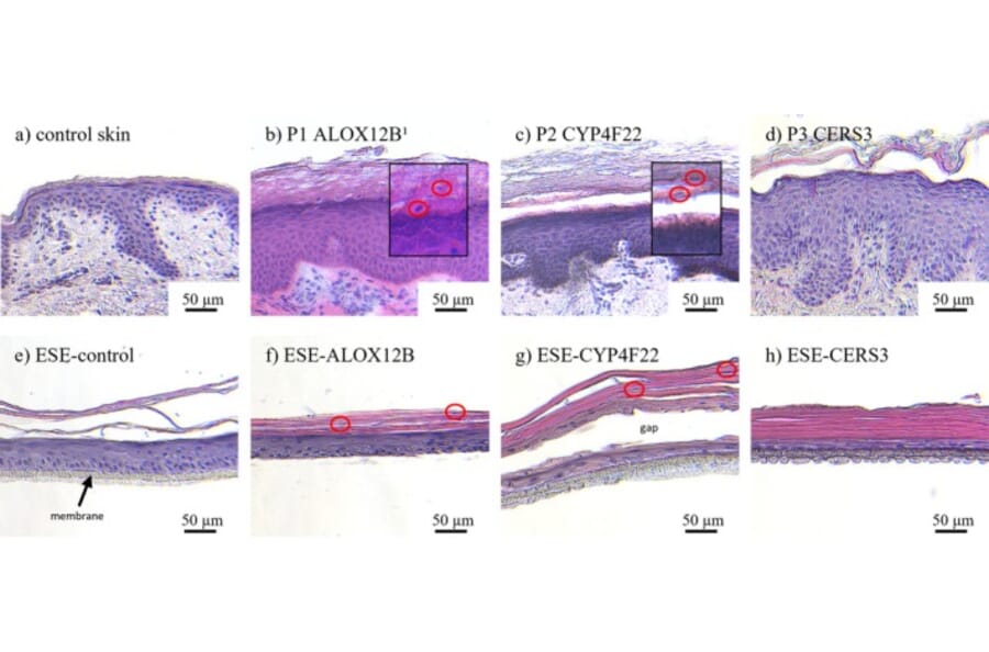 Publication Image