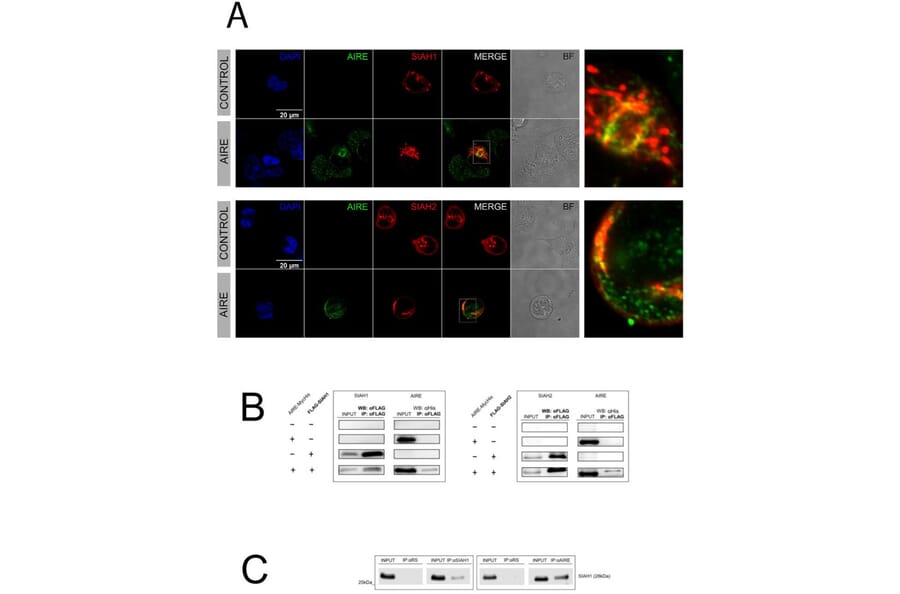 Publication Image