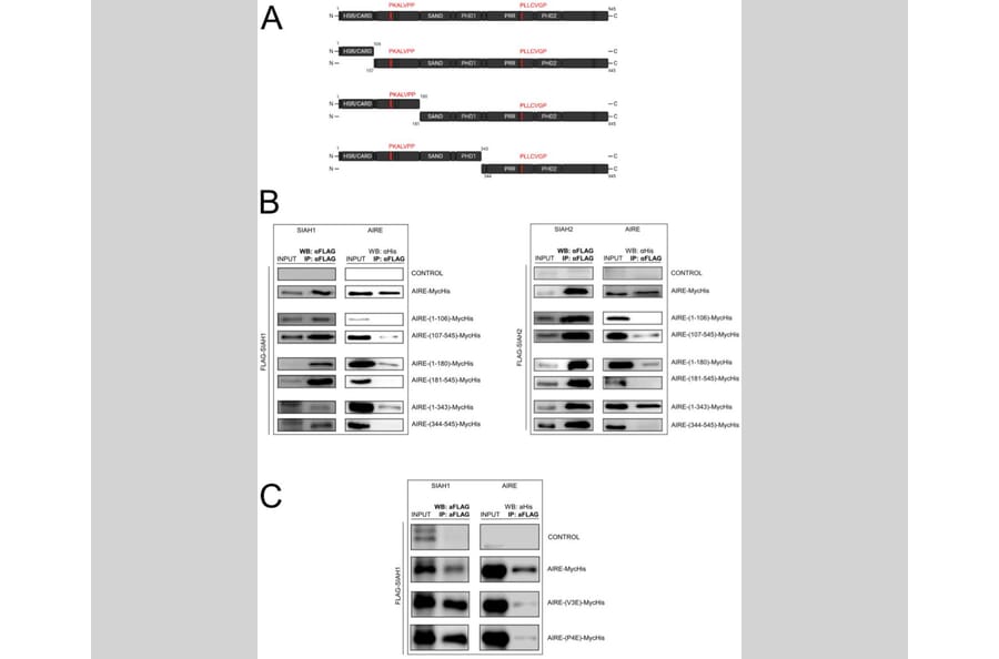 Publication Image