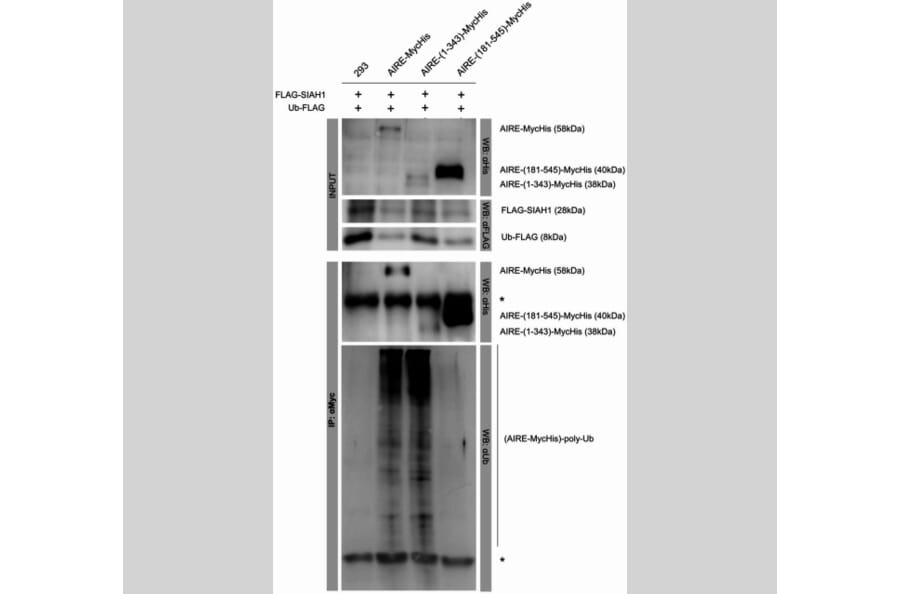 Publication Image