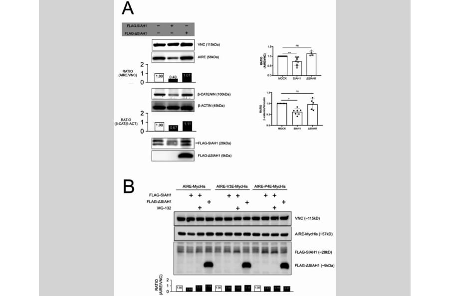 Publication Image