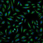 Immunofluorescence - Anti-Mouse IgG (H+L) (AF488) (AS076) - Antibodies.com