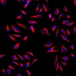 Immunofluorescenza - Anti-Topo IgG (H+L) (AF594) (AS077) - Antibodies.com