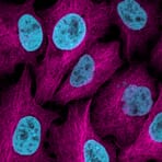 Immunofluorescence - Anticorps secondaire conjugué Alexa Fluor® 647 - Antibodies.com