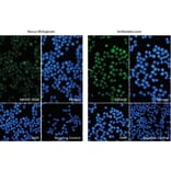 Immunofluorescence - Anti-AIF1 Antibody (A82670) from Antibodies.com vs Anti-AIF1 Antibody (NB100-1028) from Novus Biologicals