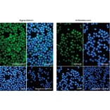 Immunofluorescence - Anti-AIF1 Antibody (ab5076) from Abcam vs Anti-AIF1 Antibody (A82670) from Antibodies.com