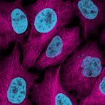 Vedi tutti gli anticorpi primari per la biologia cellulare - Antibodies.com