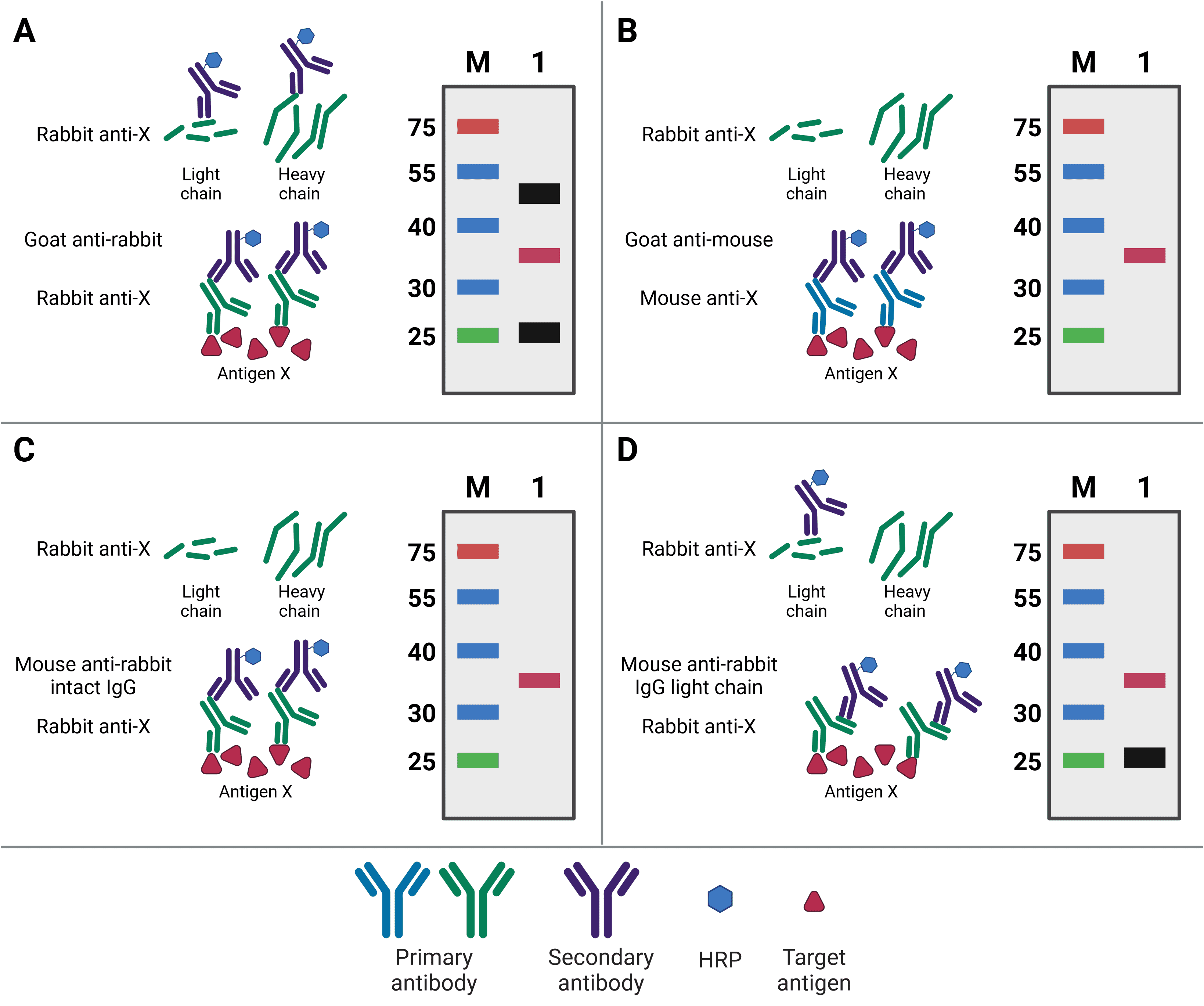 4 panel diagram depicting how antibody choice can determine western blot appearance