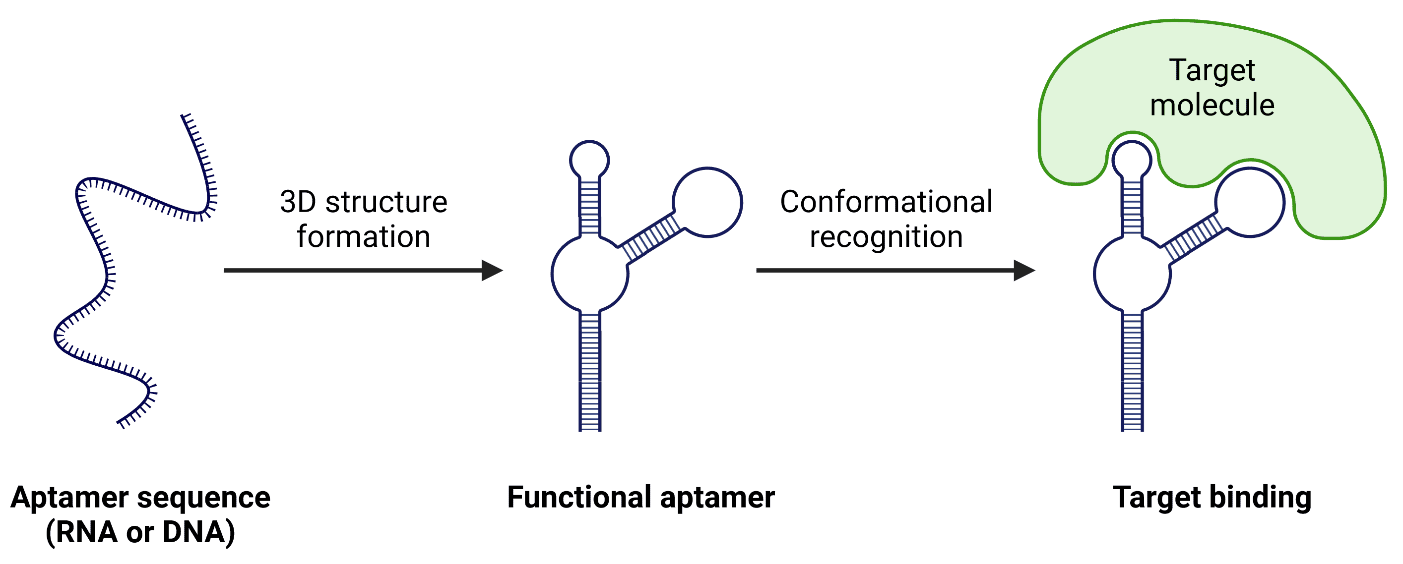 Diagram of aptamer binding from single stranded RNA or DNA through to target recognition