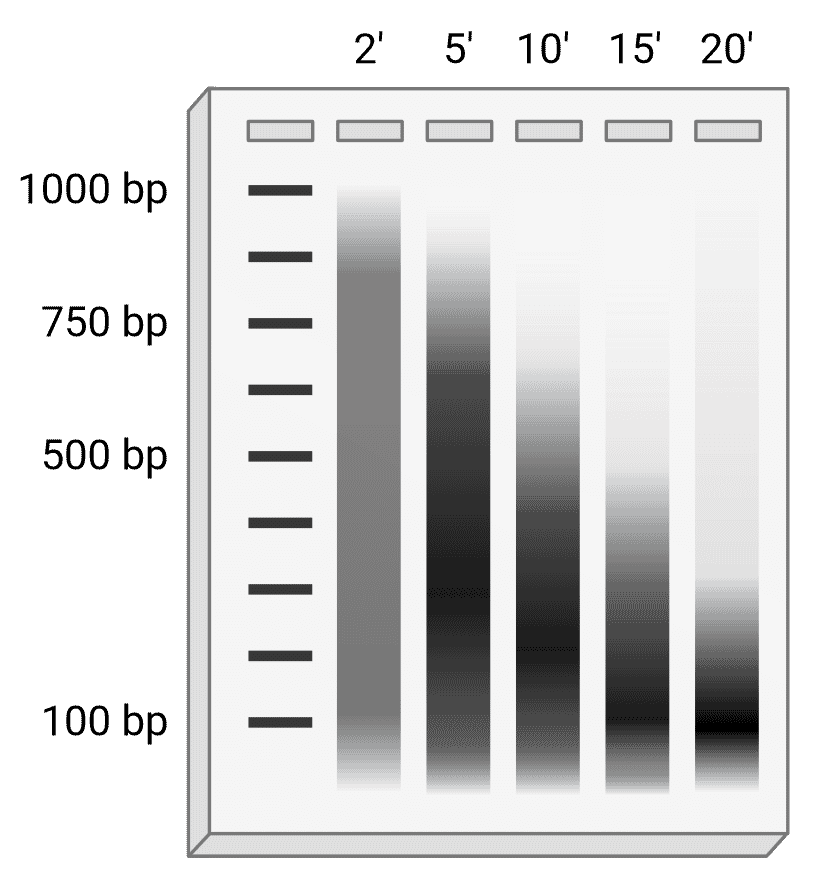Schematic of an agarose gel depicting DNA smears resulting from different sonication durations