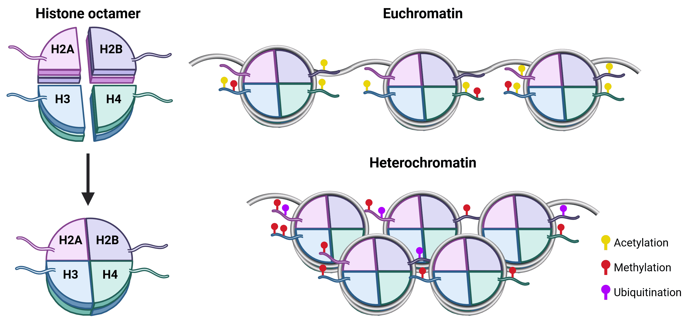 Chromatin-immunoprecipitation (ChIP): The Complete Guide