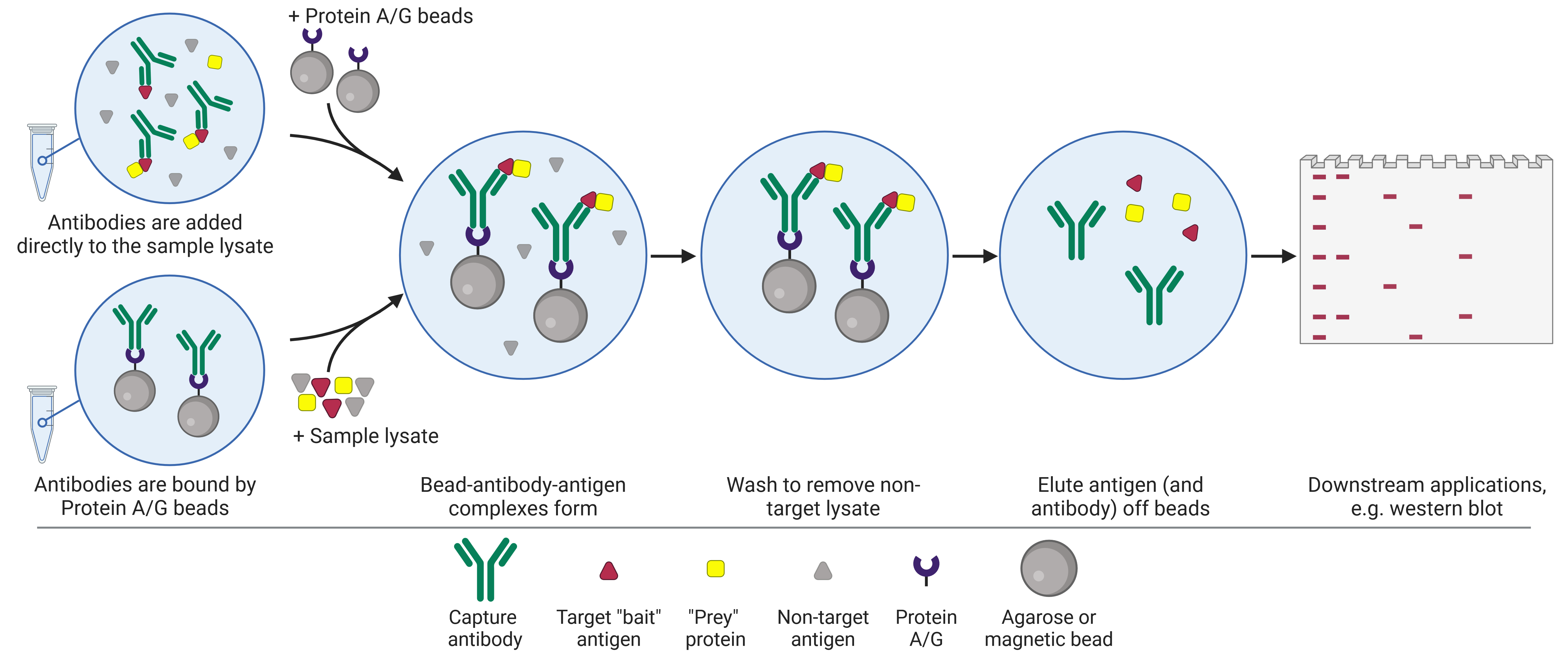 Diagram of Co-IP workflow