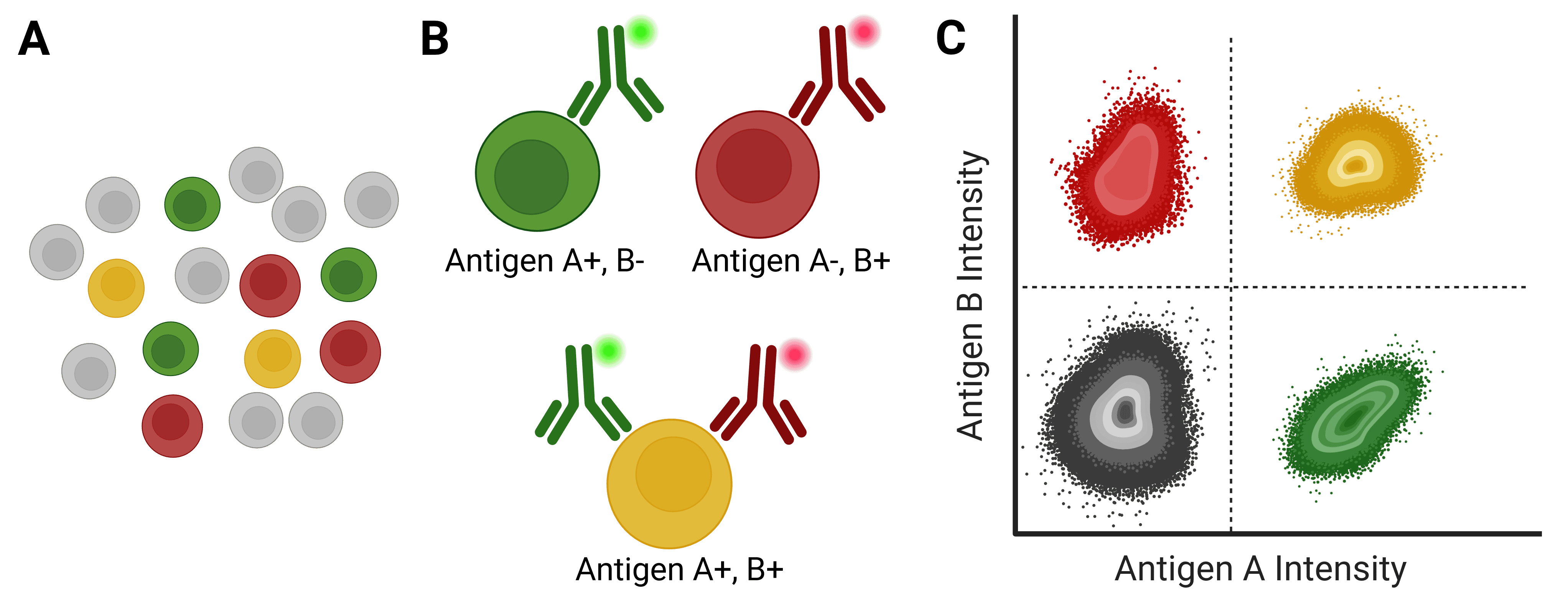3 panel diagram showing antibodies recognizing different cell types, which can be resolved by flow cytometry