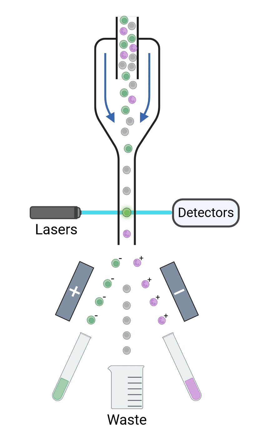 Flow Cytometry: The Complete Guide | Antibodies.com