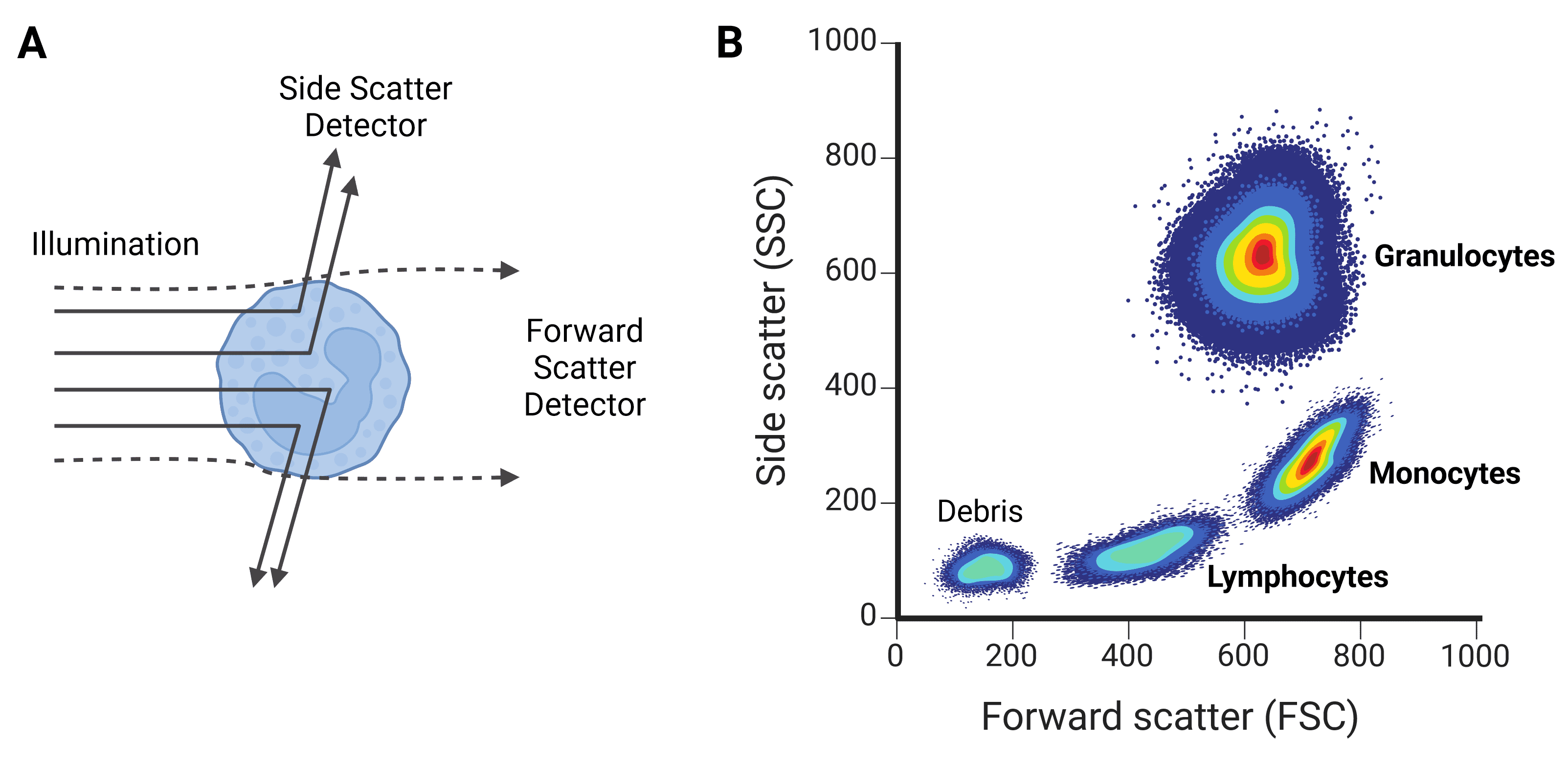 2 panel schematic depicting forward and side scatter, and expected scatter for different leukocyte cell types