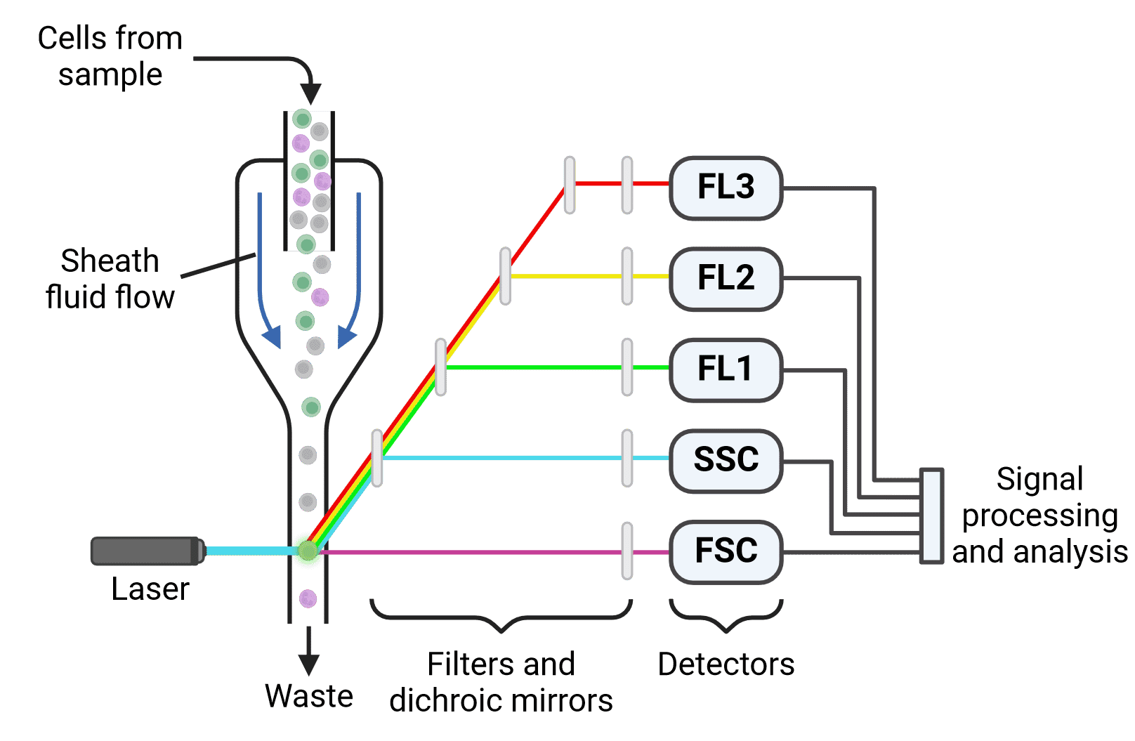 Schematic of a flow cytometer, illustrating hydrodynamic focusing and scatter and fluorescence