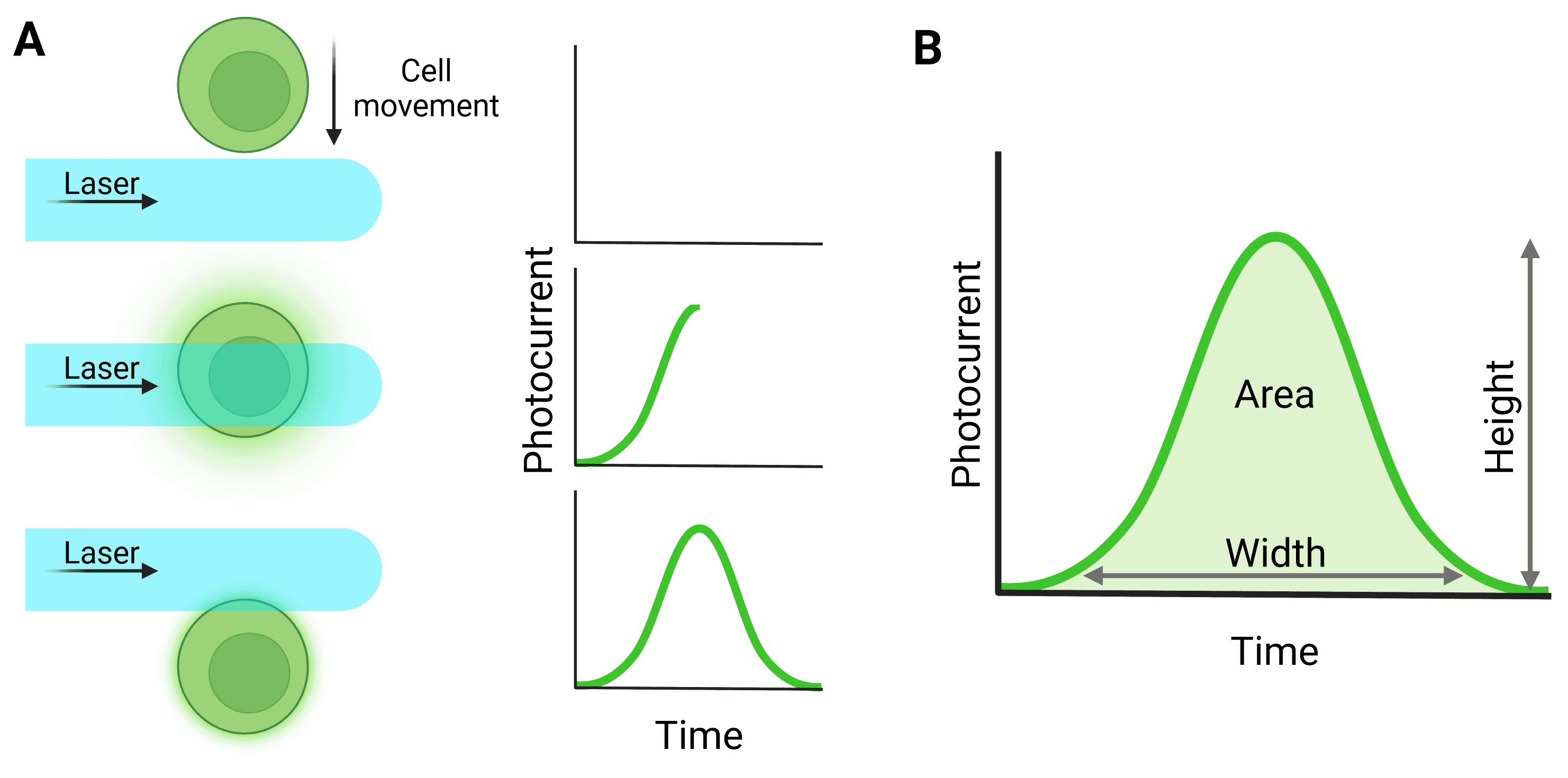 Diagram and graphs showing how fluorescent signal changes as a particle moves through a laser beam