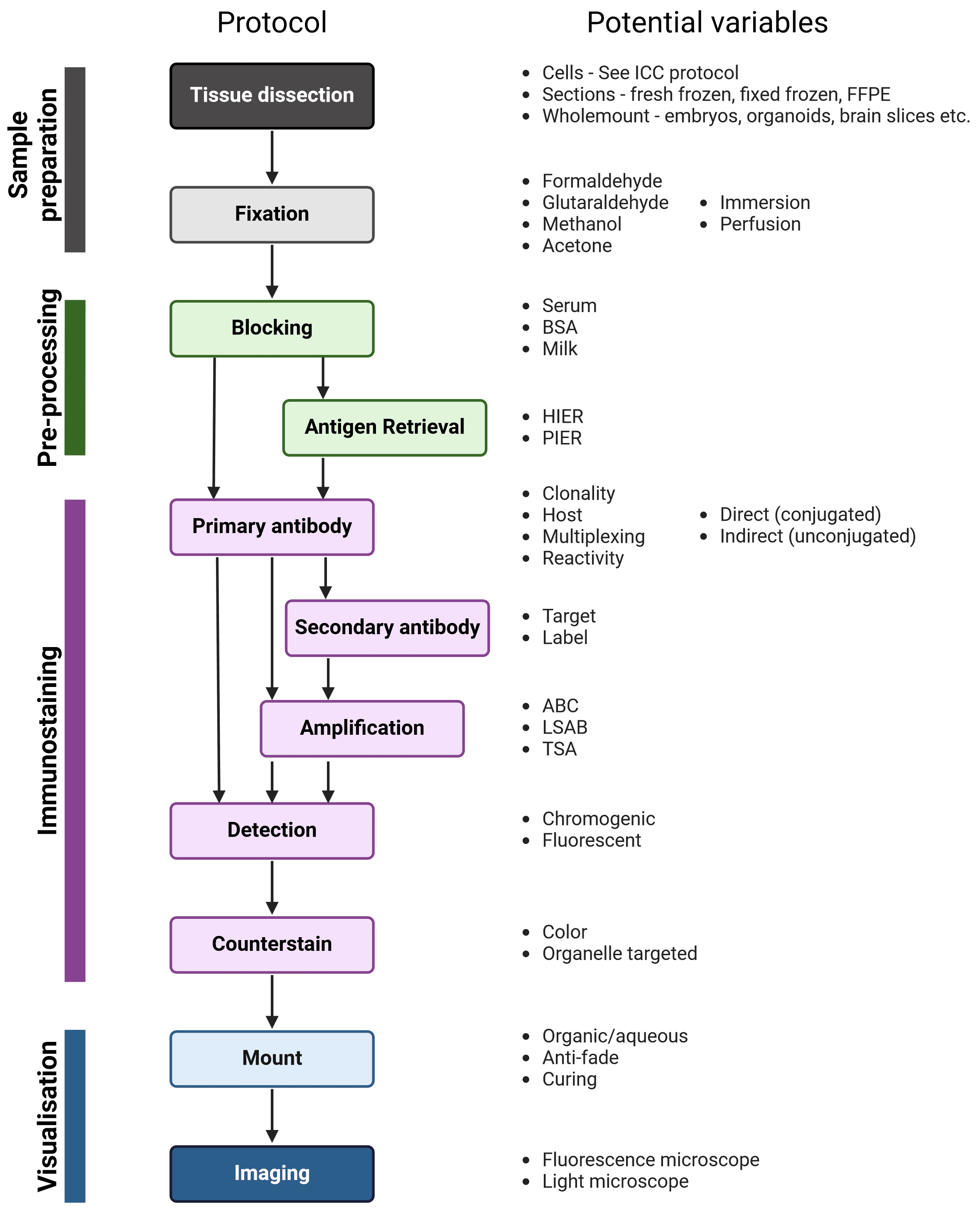 Overview of Immunohistochemistry, including sample preparation, pre-processing, immunostaining and visualization