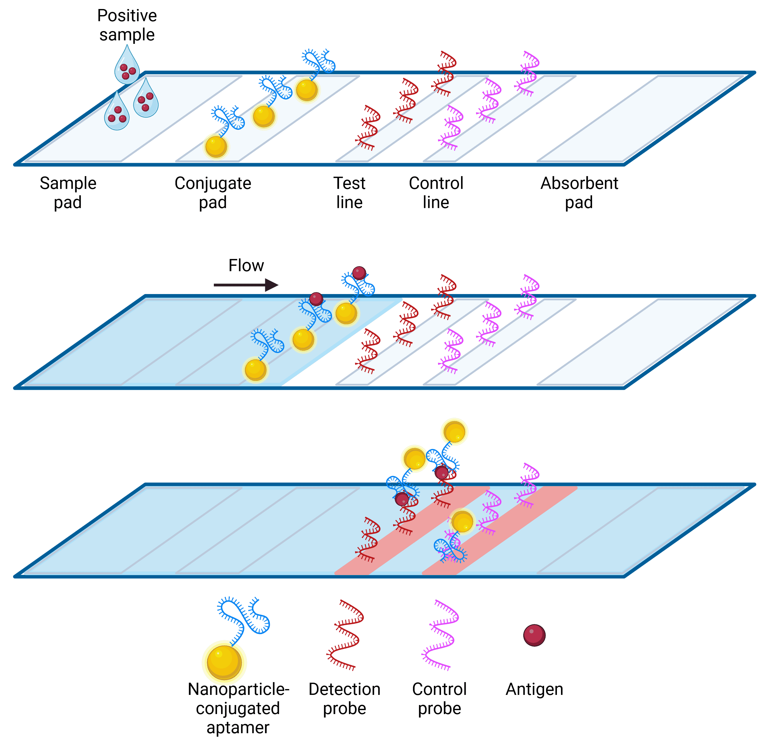 Diagram of how a lateral flow assay works