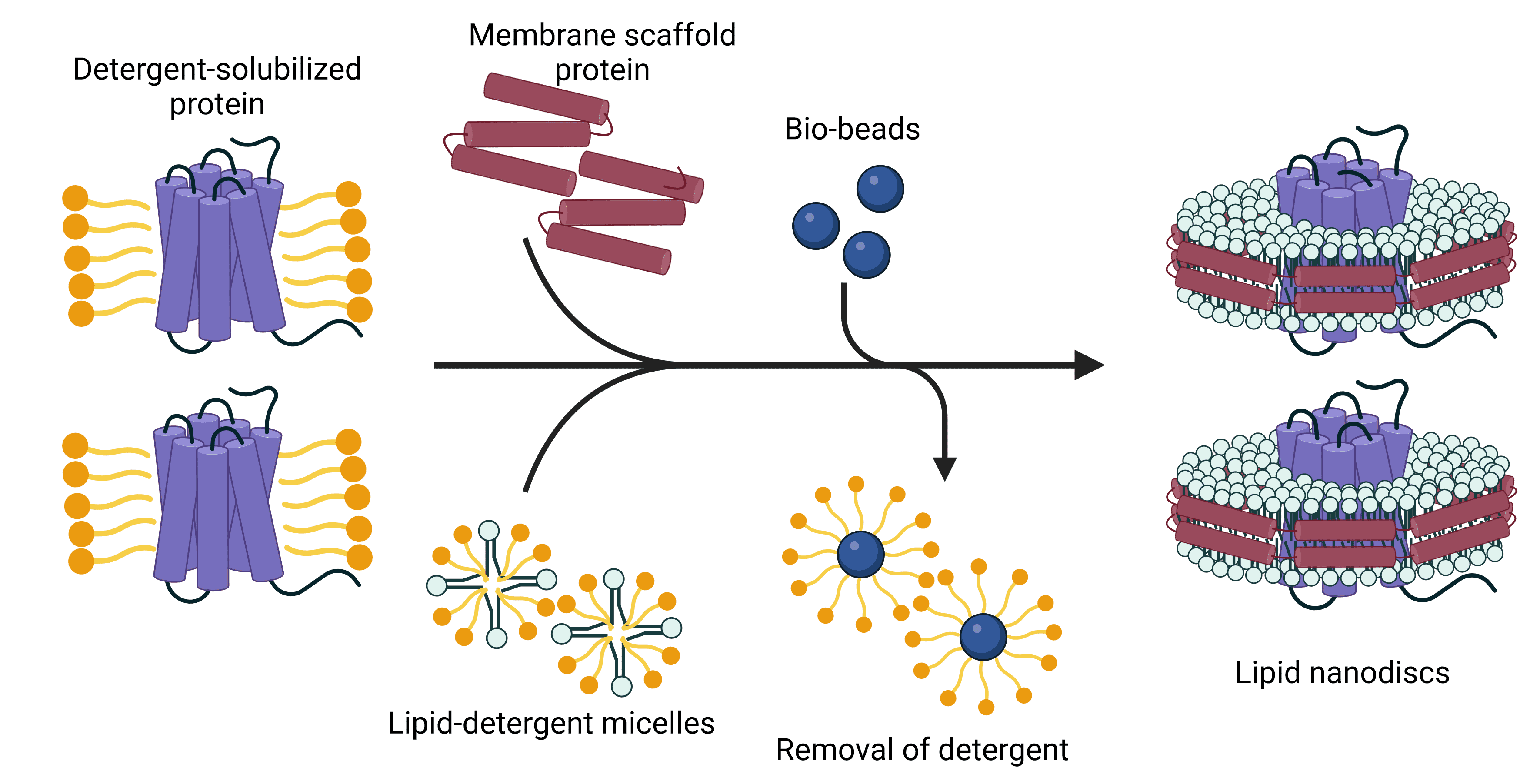 Diagram depicting how lipid nanodiscs are produced