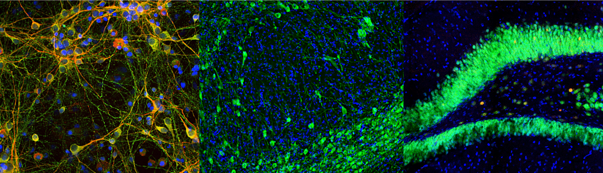 End of Year Promotion - Antibodies.com