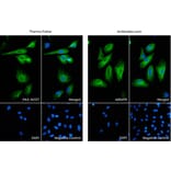 Immunofluorescence - Anti-GFAP Antibody (A85419) from Antibodies.com vs Anti-GFAP Antibody (PA3-16727) from Thermo Fisher