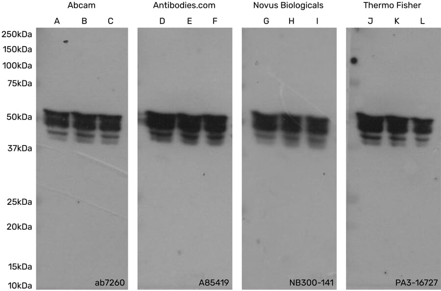 Antibodies, Kits, Proteins and Research Reagents: Novus Biologicals